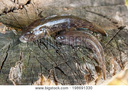Two Freshwater Bullhead Fish Or Round Goby Fish Just Taken From The Water On Wooden Background.