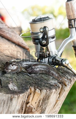 Two Freshwater Bullhead Fish Or Round Goby Fish Just Taken From The Water And Fishing Rod With Reel