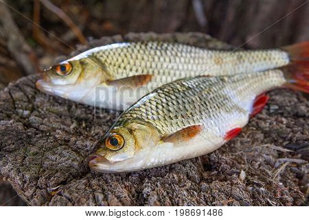 View Of Two Common Rudd Fish On Natural Vintage Wooden Background..