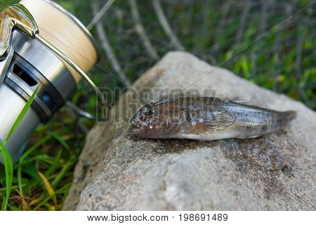 Close Up View Of Freshwater Bullhead Fish Or Round Goby Fish Just Taken From The Water On Gray Stone