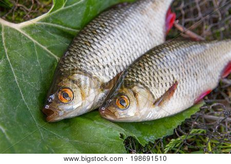 Close Up View Of Two Freshwater Common Rudd Fish On Big Green Leaf..