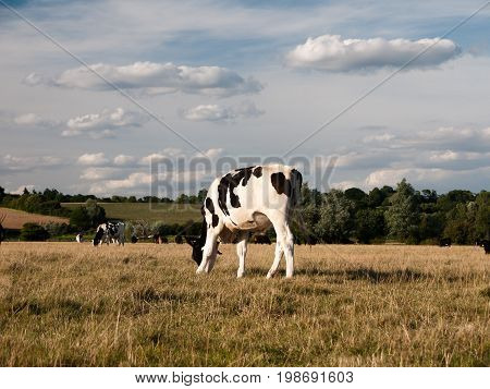 A Black And White Cow Grazing In A Field On A Summer's Day In Dedham