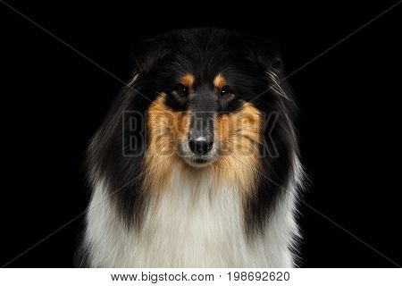 Portrait of Shetland Sheepdog Dog, Sheltie on Black Background, front view