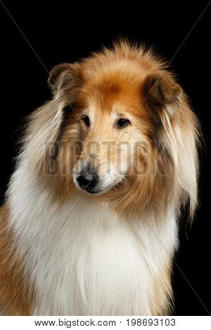 Portrait of Old Shetland Sheepdog Dog on Black Background