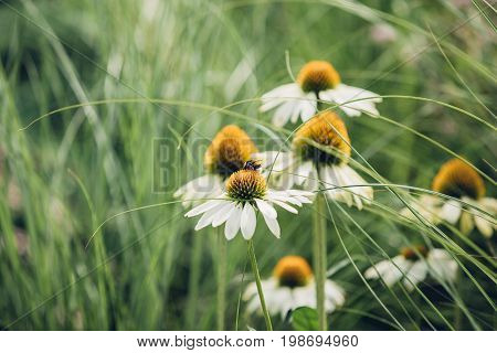 Bee sits on a daisy flower around a grass, natural background