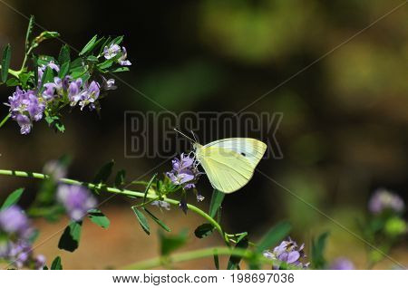 Southern Small White butterfly, Pieris mannii on flowers in meadow. Small white butterfly feeding on flowers