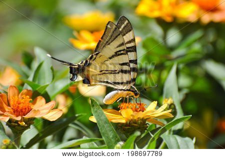Iphiclides podalirius, Scarce swallowtail butterfly on flowers. Butterfly collecting nectar on flowers in the garden.