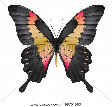 Beautiful butterfly isolated on a white background. Papilio phorcas apple-green swallowtai butterfly. 3D illustration