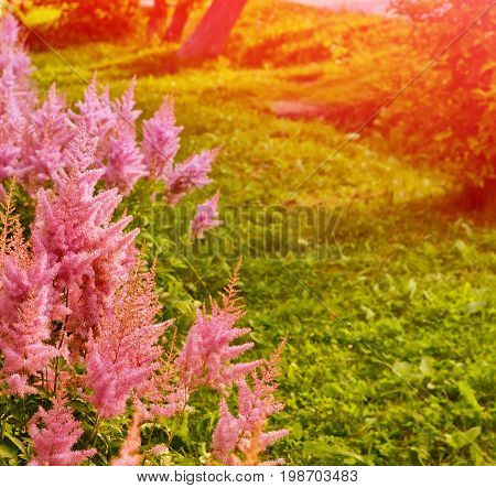 Blurred summer background of flowers of astilba and grass.