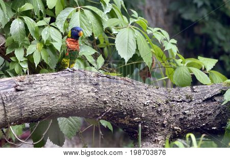 Amazon Parrot (Amazona aestiva) on tree brunch