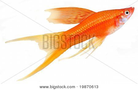 Ahoj Fin Lyretail Swordtail