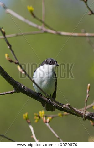 Ficedula Hypoleuca