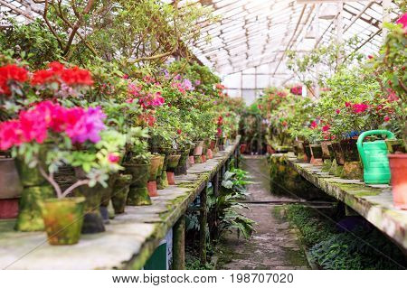Flowers in the old greenhouse. Rhododendron flowers and tropical plants growing in a vintage greenhouse