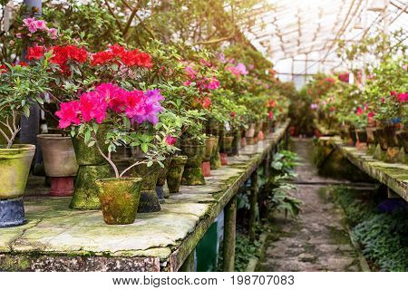 Flowers in the old greenhouse. Rhododendron flowers and tropical plants growing in a vintage greenhouse