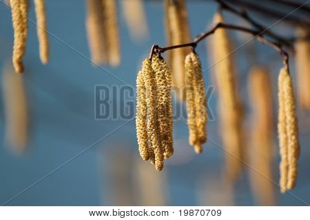 Hassel træ Blossom