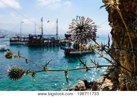 Flowering Echinops sphaerocephalus. In the background in sailing ships (not in focus).