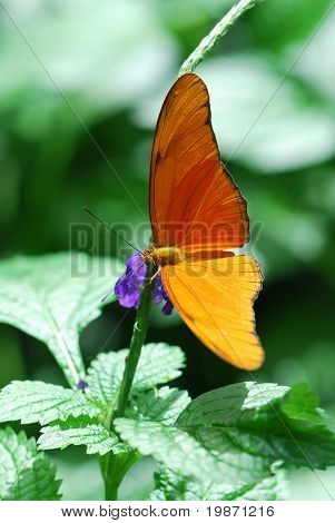 Dryas Julia Butterfly