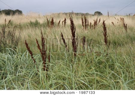 Gezeiten Wiese Hintergrund Kopi
