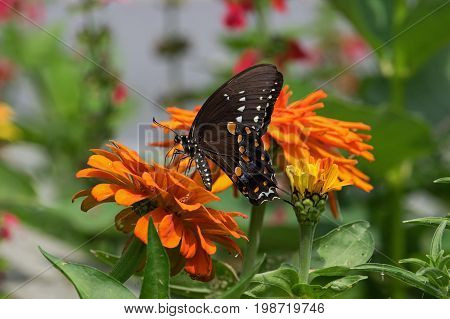 Spicebush Swallowtail feeding on orange Zinnia. Spicebush is found in yards, gardens and edges of woods near spicebush trees. Zinnia is a genus of plants of the sunflower family.