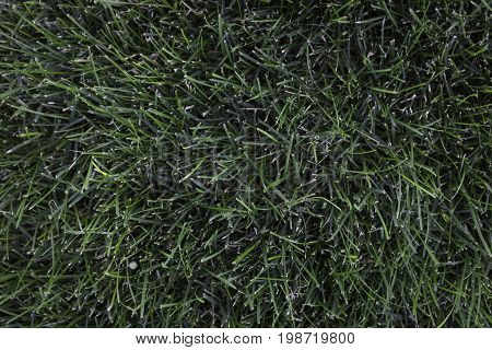 Grass blades shot from a few feet above