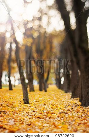 Colorful foliage in the autumn park soft focus background