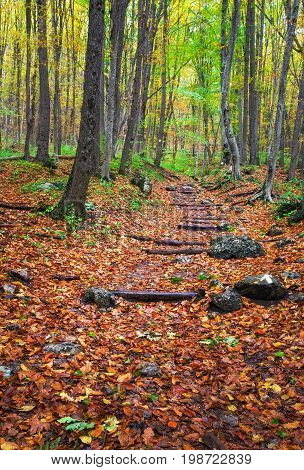 Wooden steps in autumn forest. Stairway to jungle
