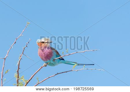 A lilac-breasted roller Coracias caudatus on a thorn tree in Northern Namibia