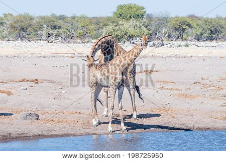 A Namibian giraffe bull giraffa camelopardalis angolensis tests the reproductive condition of a female by sniffing her urine