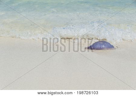 Medusa a orillas de la playa en el mediterráneo