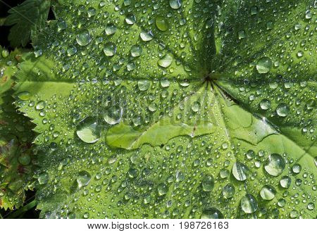 Alchemilla Mollis - Ladies Mantel - Fan-shaped Leaves Plant After A Rain Shower With Raindrops