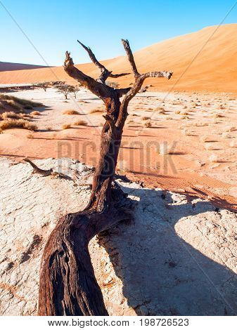 Dead camel thorn trees in Deadvlei dry pan with cracked soil in the middle of Namib Desert red dunes, near Sossusvlei, Namib-Naukluft National Park, Namibia, Africa