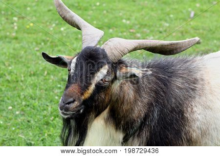 Close Up Portrait Of A Male Arapawa Goat (capra Aegagrus Hircus)