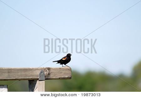 สีแดง– winged Blackbird (agelacius Phoeniceus)