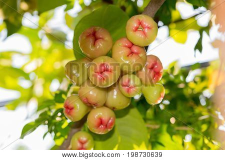 Syzygium fruits and leaves on a tree branch in a tropical garden with blurred vegetation lit by sunshine in the background. Water rose apple in Thailand