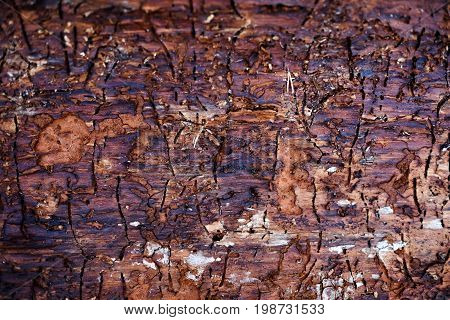 Traces of bark beetle on tree trunk. Beautiful patterns created by nature