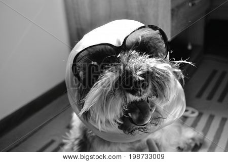Black and white funny headshot portrait of stylish miniature schnauzer dog all dressed up with shades and scarf to go out in summer