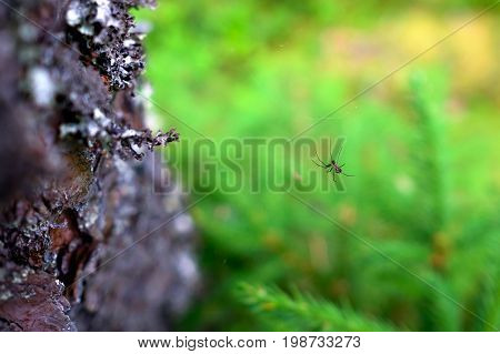Spider on a web in the forest closeup. Trap for insects