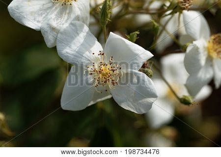 Flower of a musk rose (Rosa moschata)