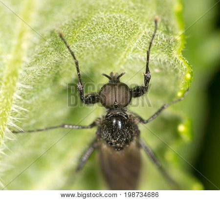 a beetle on a green leaf. close