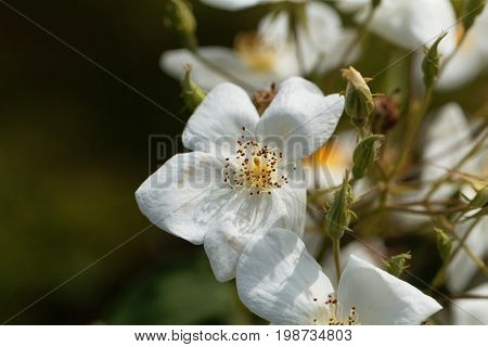 Flower of a musk rose (Rosa moschata)