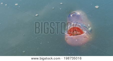 Giant gourami (Osphronemus goramy). A pond in Trat, Thailand