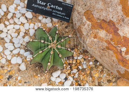 Astrophytum ornatum (Star cactus) from a greenhouse
in King Rama IX Park, Bangkok, Thailand.