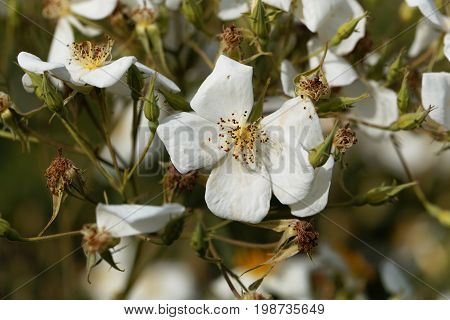 Flower of a musk rose (Rosa moschata)