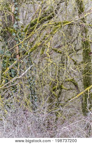 natural abstract background with twigs and lichen