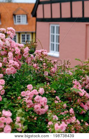 summer on the danish Island of bornholm
