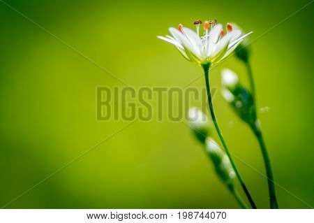 beautiful Meadow Saxifrage (Saxifraga granulata) macro photography