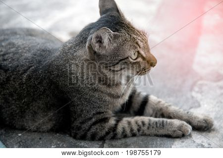 The grey cat lies relax on the floor.