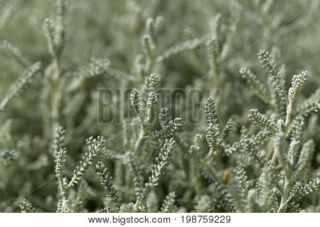 Leaves of a cotton lavender (Santolina chamaecyparissus)