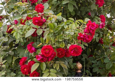 eautiful red roses bush in garden at summer day