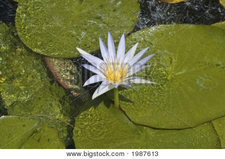 Sacred Blue Lily